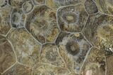 Polished Fossil Coral (Actinocyathus) - Morocco #100703-1